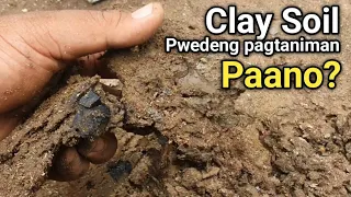 Paano Mapapaganda ang Matigas na Lupa / Clay Soil para Pagtaniman