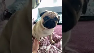 Листай, листай, Я же некрасивый 🐶 #shorts  #pug #мопс