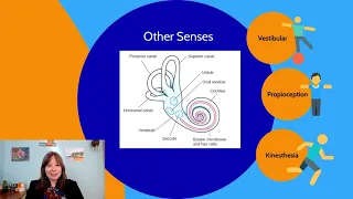 The Ear: Intro Psychology, Sensation & Perception #8