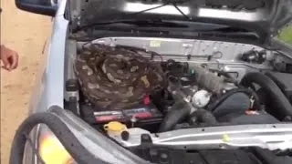 Giant python discovered under truck's hood