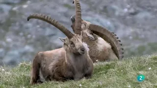 El Despertar de la Naturaleza: Primavera en Europa - (DOCUMENTAL)