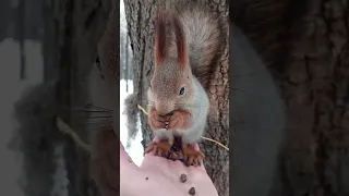 Белка что-то хочет / The squirrel wants something