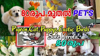 🤗80രൂപ മുതൽ Pets💖Fancy Pigeon💛Exotic Birds😜Cat💫Puppy's👻Low Rate Pets Sale😶Pets Farm Kerala😊Sale Post