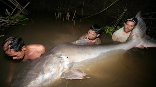 Incredible 300 Kg Fishing Monster Catfish In Mekong Thailand