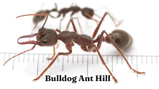 How do I Find Ant Bulldog I Bulldog Ant Hill