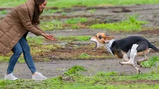 Heartwarming Dog Reunions: Emotional Moments That Will Melt Your Heart ❤️