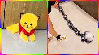 Tik Tok Chó Phốc Sóc Mini 😍 Funny and Cute Pomeranian #273