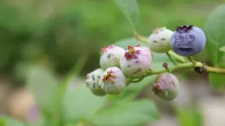 Annoying Singing Berries