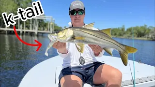 NEW NLBN BAIT WORTH IT?? (2 days of fishing) #fish #snook #fishing #flordia #ocean #boat