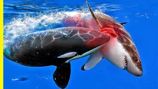 Killer Whales  -  Orcas The Majestic Ocean Predators | Orca Documentary
