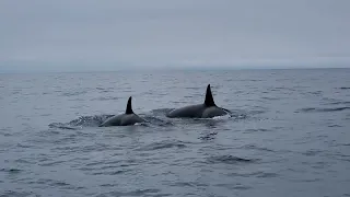 Killer Whales aka Killer Pandas of the seas