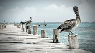 cosmo sheldrake "pelicans we" but you're standing at the seaside