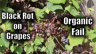 Black Rot on Grapes - Organic Fail