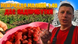 Міжряддя малини 1,40 дає надприбутки. Як заробити на малині продаючи малину дорого? Бізнес на малині