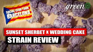 Zu Besuch im Cannabis Social Club - Barcelona | Strain Review - Wedding Cake x Sunset Sherbet