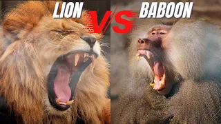 Baboon vs Lion Fight to Death: Lion Attaching Baboon & Baboon Dying In a Lion Jaw