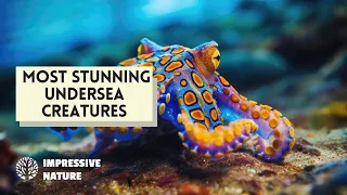 Most Stunning Undersea Creatures