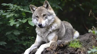 Тайсон второй раз родился в рубашке🐺