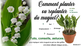 Comment planter ou replanter du muguet pour le conserver et le faire  refleurir chaque année?