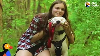 Blind Pit Bull Finds The Perfect Family To Guide Him Through Life | The Dodo