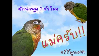 ฝึกนกพูด กรีนชีค green cheek conure "แม่ครับ" วน 1 ชั่วโมง