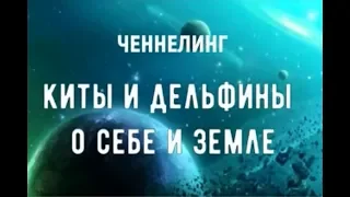 Киты и Дельфины о себе и Земле. Ченнелинг