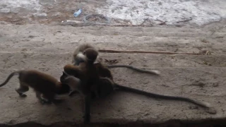 Monkeys comforting each other