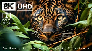 Unbelievable 8K Ultra HD Collection of Wild Animals | 8K TV
