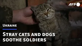 In Ukraine's trenches, strays bring respite to Russia-wary troops | AFP