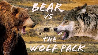 Bear vs Wolves Yellowstone National Park: Battle for Food.                        Wildlife Encounter