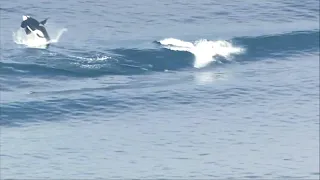 Orcas catch a wave in Puget Sound near Seattle