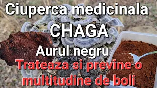 Regina Ciupercilor Medicinale- CHAGA/Aurul negru/Trebuie sa stii asta. Iți poate schimba viata!!