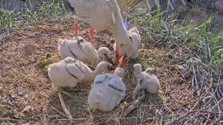 White storks in Tukums, Latvia | Five baby storks eating breakfast | June 4, 2024