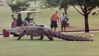 Huge Alligator Walks Florida Golf Course