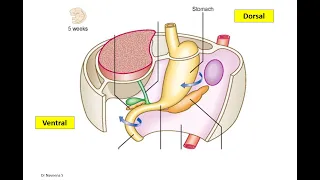 Development of Gastrointestinal Tract - Part 1