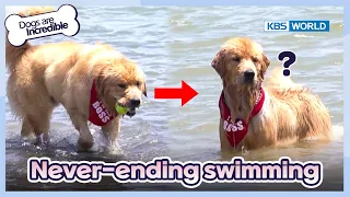 Exhausted owner VS Energetic Boss🤣 [Dogs are incredible : EP.177-3] | KBS WORLD TV 230704