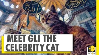 Gli, the cat, can stay even as Istanbul's Mosque Hagia Sophia converts into a Mosque