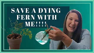 How To Care For A Fern | How To Revive a Dying Fern | How To Make Humidity