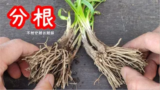 我是如何给韭菜分根换盆的：韭菜要想壮根肥叶，就要分根和修剪，否则韭菜越长越弱，/ How to grow garlic chives?【种菜养花】