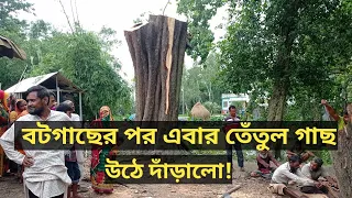 এবার ঝড়ে পড়ে যাওয়া তেঁতুল গাছ উঠে দাঁড়ালো।