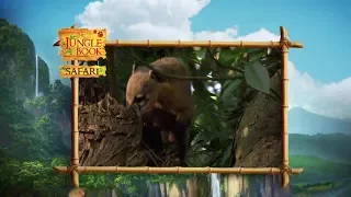 The Jungle Book Safari - Episode 6 - Iguazu Falls