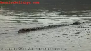 Crocodile at Kinabatangan River