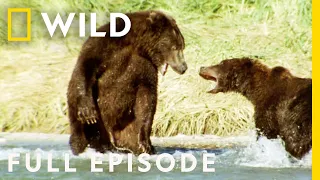 Brutal Brawls of the Animal Kingdom (Full Episode) | Animal Fight Night