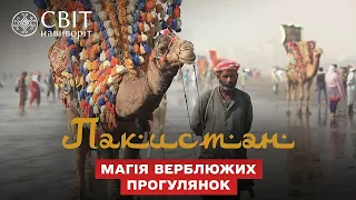 В чем магия верблюжьих прогулок