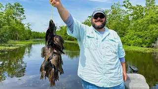 Whacking BIG Bluegill in Louisiana Swamp!