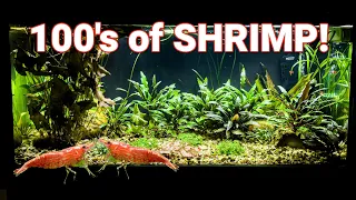 My Shrimp Are Breeding Like Crazy in My Planted Tank