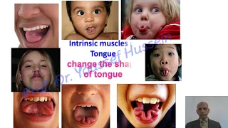 Tongue | Muscles |  Dorsum | Papillae | Nerve supply | Lingual artery | lymphatic drainage