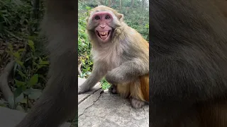 funny happy#monkey #animals #foryou #cute #shorts