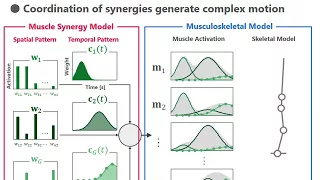 Muscle synergy analysis on human sit to stand motion v5