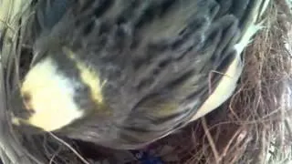 Canary  feeding 7 day old baby